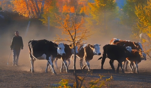 坝上-草原-动物-牛-牛群 图片素材
