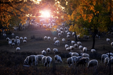 坝上草原-秋-牧-风光-羊群 图片素材