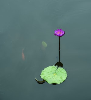 莲-风光-植物-花-花卉 图片素材