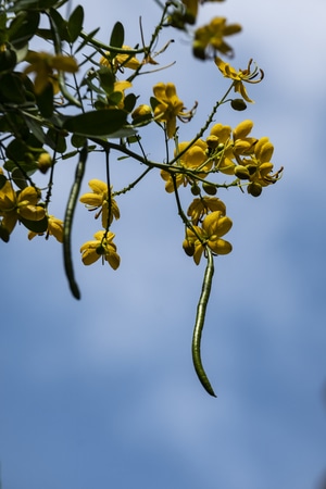 秋天-花-花朵-鲜花-果实 图片素材