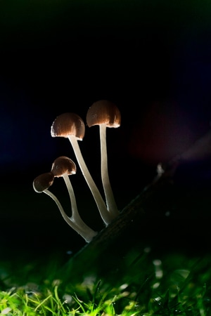 小品-蘑菇-植物-蘑菇-小蘑菇 图片素材