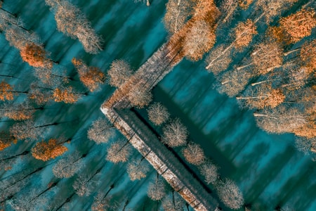 航拍-树-节奏-排列-风景 图片素材