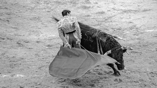 斗牛-西班牙-黑白-斗牛-西班牙 图片素材