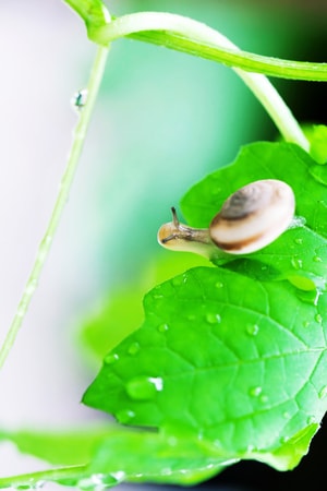 蜗牛-雨后-绿色-叶子-蜗牛 图片素材