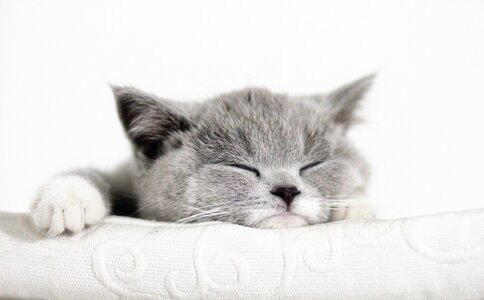 猫-可爱-英短猫-短毛猫-睡觉 图片素材