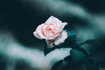 花-蔷薇-植物-花-花朵 图片素材