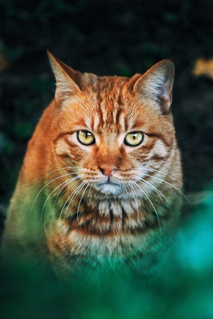 动物-猫-橘猫-流浪猫-动物 图片素材