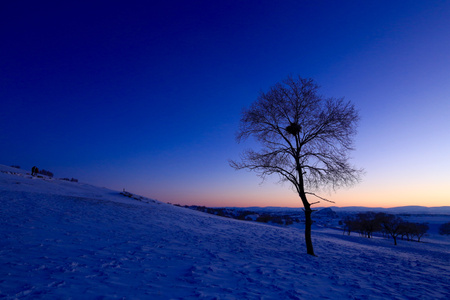 雪世界-赤峰市-大自然-树-树木 图片素材