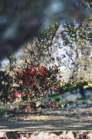原创-随拍-秋日物语-色系-花 图片素材