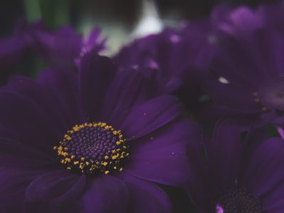 色系-摄影-手机摄影-花-花朵 图片素材
