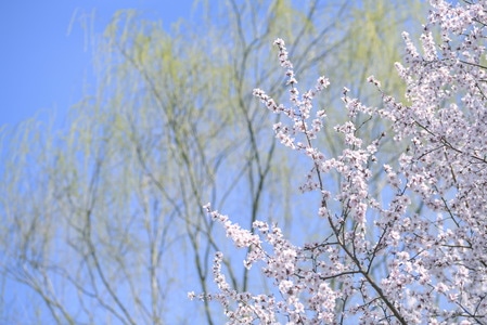 春天-桃花-嫩柳-生活-家门口 图片素材
