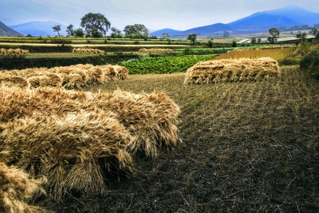 风光-自然-收获-麦子-庄稼 图片素材