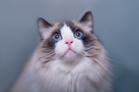 肖像-动物-猫-可爱-毛茸茸的小动物 图片素材