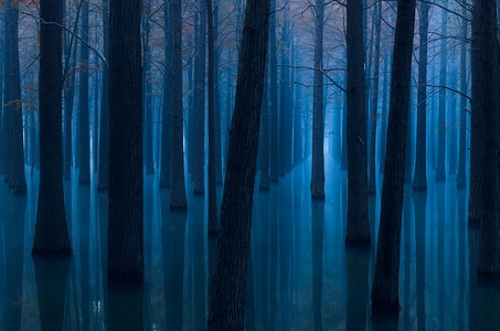 我的2019-森林-丛林-树干-水面 图片素材