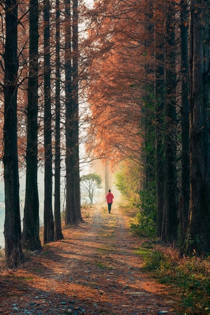 阳光-森林-树干-光束-秋天 图片素材