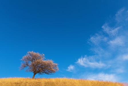 树-天空-简洁-风景-树 图片素材