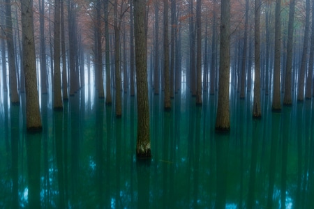 水上森林-水杉-晨雾-倒影-树干 图片素材