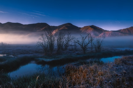 清晨-雾-湖泊-湿地-树 图片素材