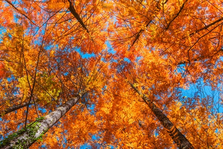 树叶-金黄色-秋天-树-树木 图片素材