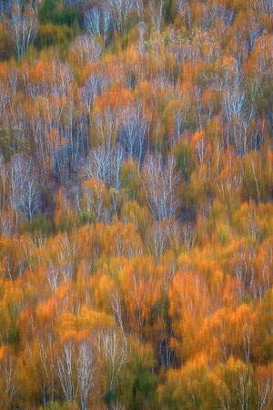 白桦林-秋季-黄色-树干-自然 图片素材