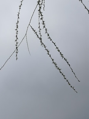 春天-杨柳-柳树-发芽-植物 图片素材