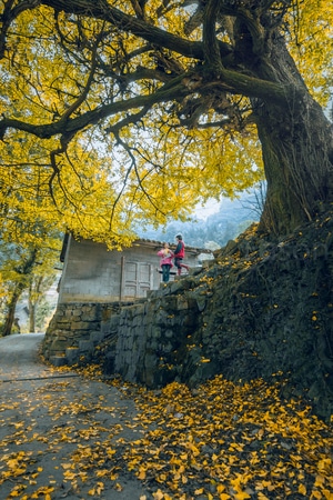 你好秋天-银杏树-南川-银杏树-风景 图片素材