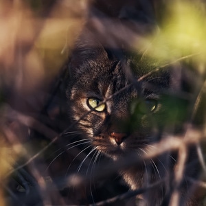 猫-眼神-动物-猫-猫咪 图片素材