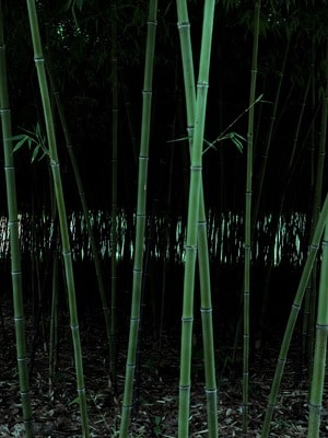 风光-手机拍摄-细节-后现代-植物 图片素材