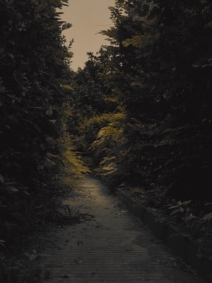 自然-简-道路-林间小道-小道 图片素材