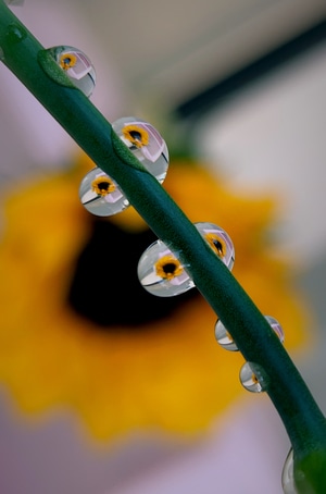 自然-心情-生活-水珠-植物 图片素材