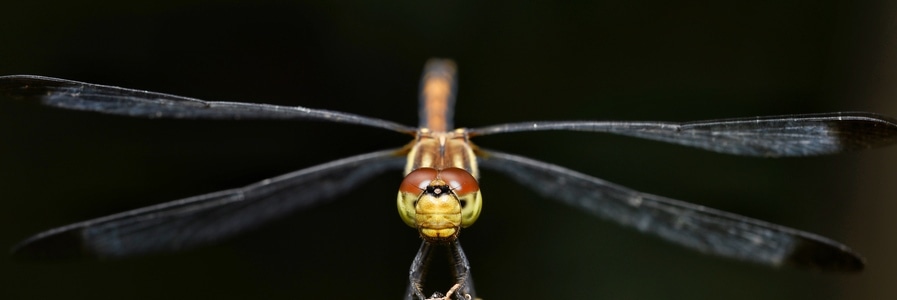 微距-昆虫-蜻蜓-蜻蜓-昆虫 图片素材