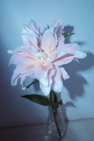 极简-意像-静物-花-花朵 图片素材