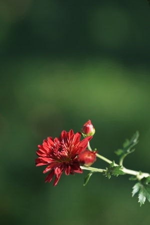 2018-人民公园-菊花展-高山菊-红 图片素材