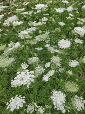 植物-蔬菜-胡萝卜-花-春天 图片素材