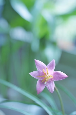 特写-微距-植物-花-赏花 图片素材