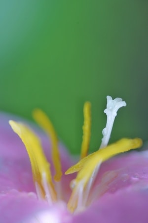 五月-粉红-花-赏花-韭莲 图片素材