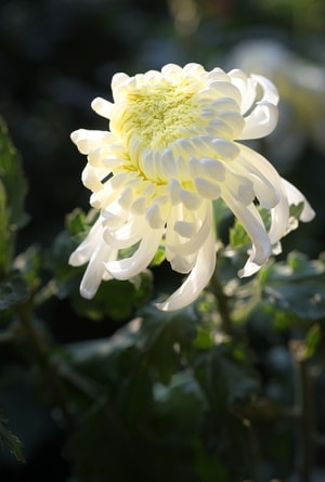 成都-白菊-菊花展-人民公园-秋菊 图片素材