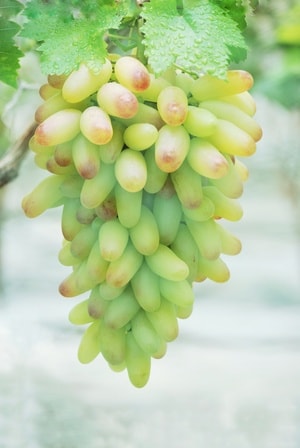 水果-植物-葡萄-美人指-尼康 图片素材