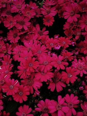 春天-红-文化公园-55届-花会 图片素材