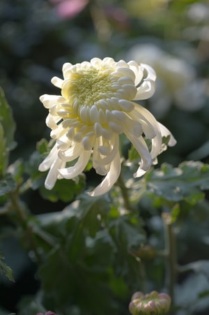 成都-白菊-菊花展-人民公园-秋菊 图片素材