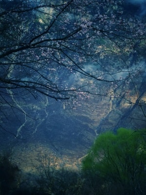 中路-藏寨-春天-山桃花-柳树 图片素材
