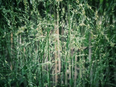美丽乡村-手机摄影-野草-微距-植物 图片素材