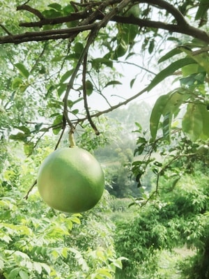 植物-水果-柚子-手机摄影-米8 图片素材