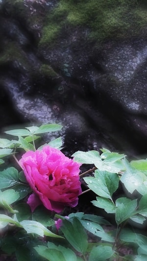 牡丹-赏花-花-春天-手机摄影 图片素材