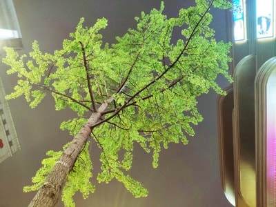 手机摄影-扫街-街拍-夜景-银杏 图片素材