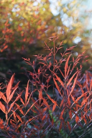 春天-赏春-红叶-天竹-虚实 图片素材