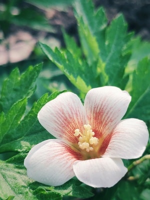 春天-花-赏花-手机摄影-美丽乡村 图片素材