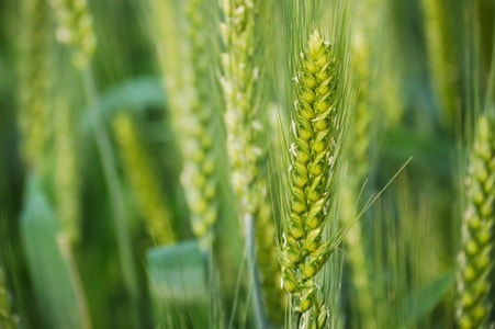 麦穗-植物-庄稼-尼康-d50 图片素材