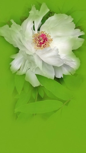 手机摄影-花-赏花-春天-彭州 图片素材