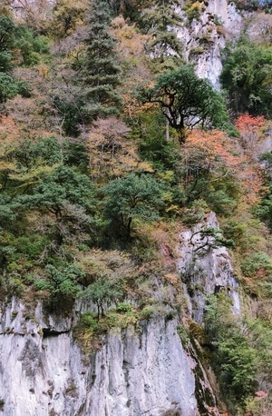 宝兴-锅巴岩-小黄山-秋-红叶 图片素材